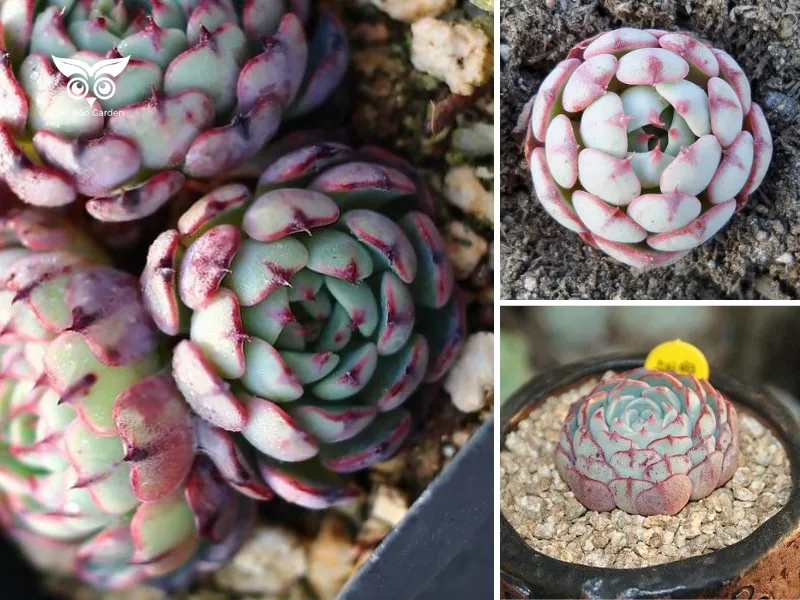 5. Sen đá hải ly hồng các loại sen đá quý hiếm (Echeveria Super Circle)_4