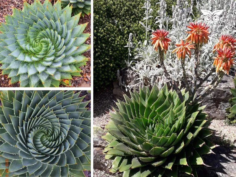 6. Sen đá “xoắn ốc” (Aloe Polyphylla)_5