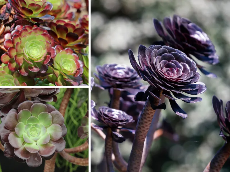 7. Sen đá Aeonium (Aeonium)