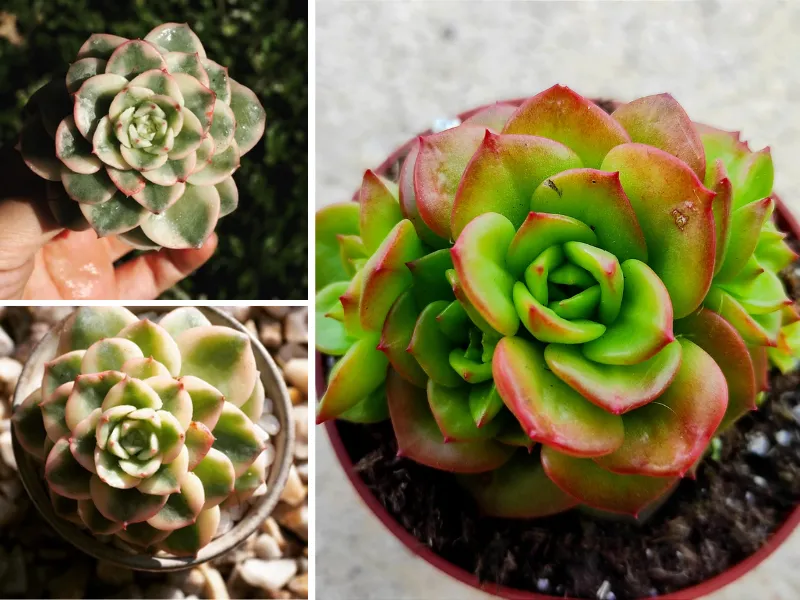 8. Sen đá Nuda (Echeveria Nuda)sen đá mẫu đơnRolly