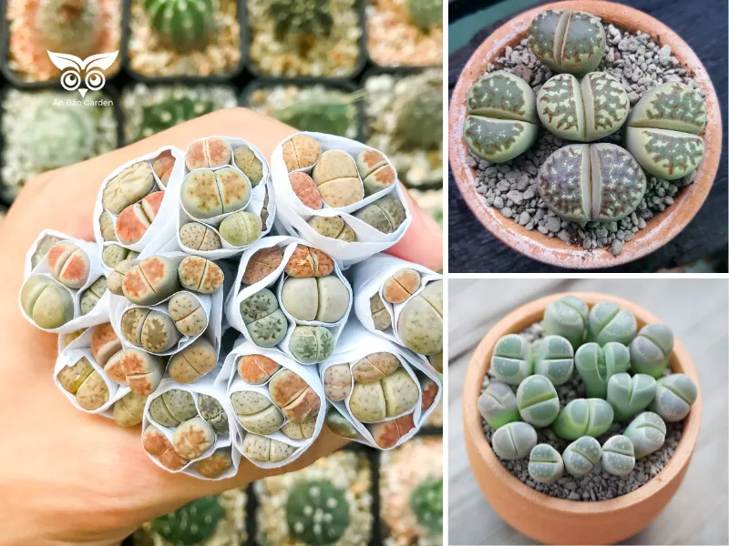 9. Sen đá mông _ thạch lan (Lithops)_6