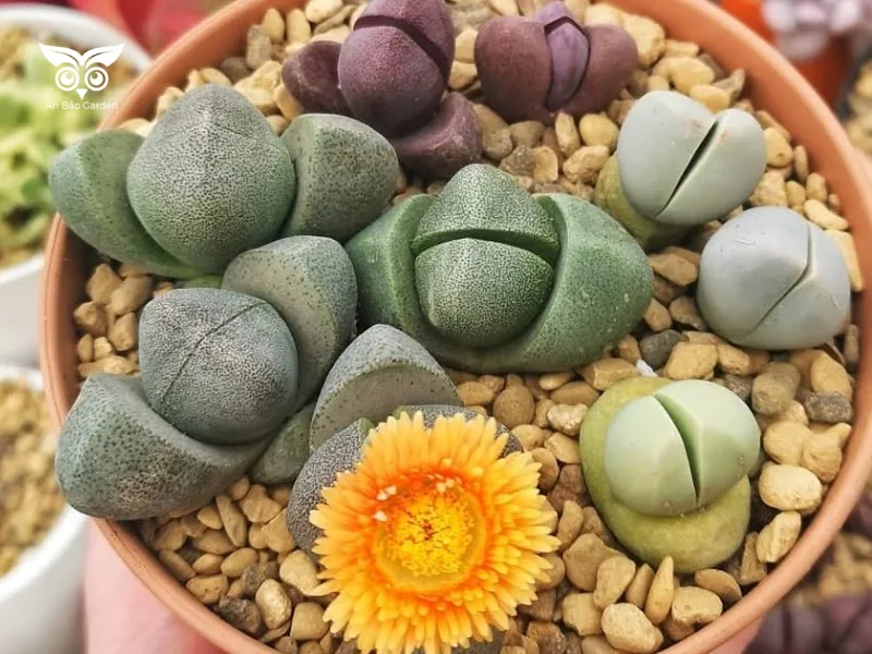 Split Rock các loại sen đá quý hiếm_14
