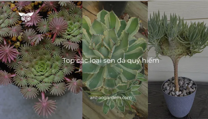 các loại sen đá quý hiếm_1