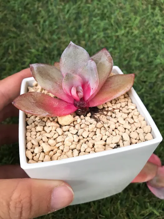 1 dấu hiệu Sen đá bị úng nước Lá trong, mềm nhũn, dễ rụng_1