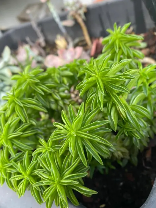 1.3. Sen đá Đậu Xanh (Xá Xị) – mùi được so sánh giống xá xị_1