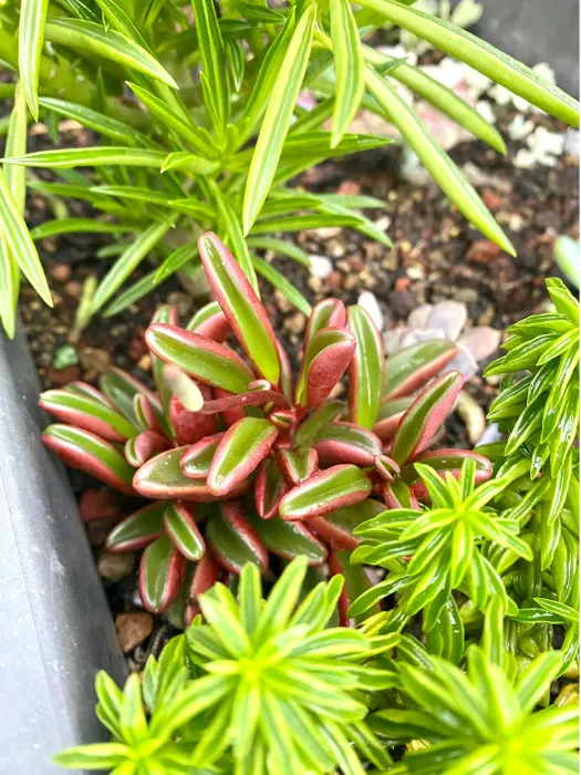 1.4. Sen đá Đậu Đỏ – tương tự Đậu Xanh, nhưng hương nhẹ hơn Các loại sen đá có mùi thơm_2