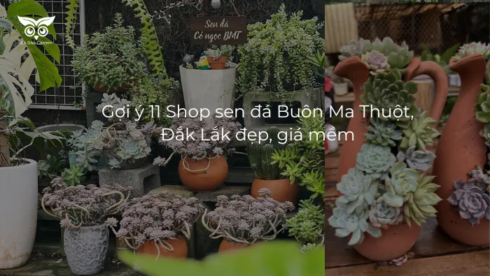 15+ Loại Sen Đá Đạt Size Khổng Lồ Khi Ở Điều Kiện Thuận Lợi_13