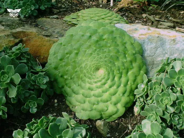 2.13. Sen đá Aeonium tabuliforme (Sen đĩa phẳng)_4