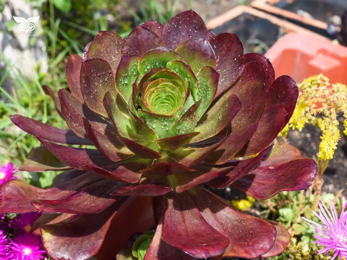 2.14. Sen đá Aeonium 'Cyclops' (2)_5