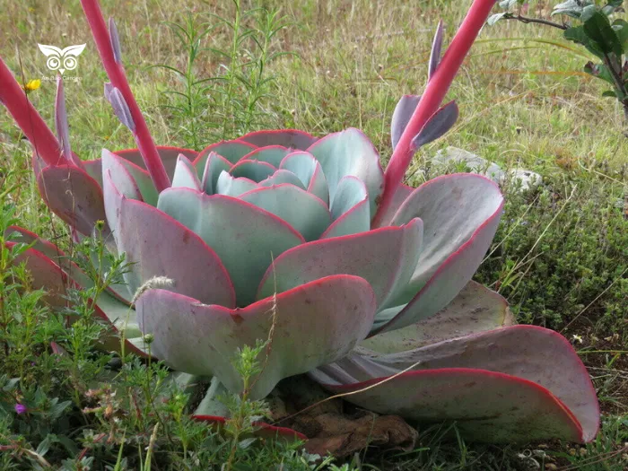 2.14. Sen đá Echeveria gigantea_6