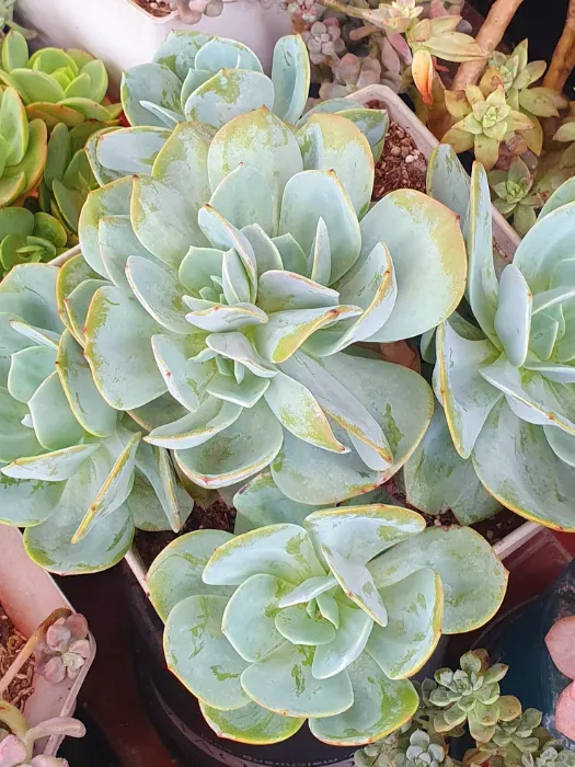 Top 9 các loại sen đá ưa nước và cách phân biệt dòng “ưa nước” vs “ưa ẩm” 8 2.6. Sen đá bèo các loại sen đá ưa nước và cách phân biệt dòng “ưa nước” vs “ưa ẩm”_1