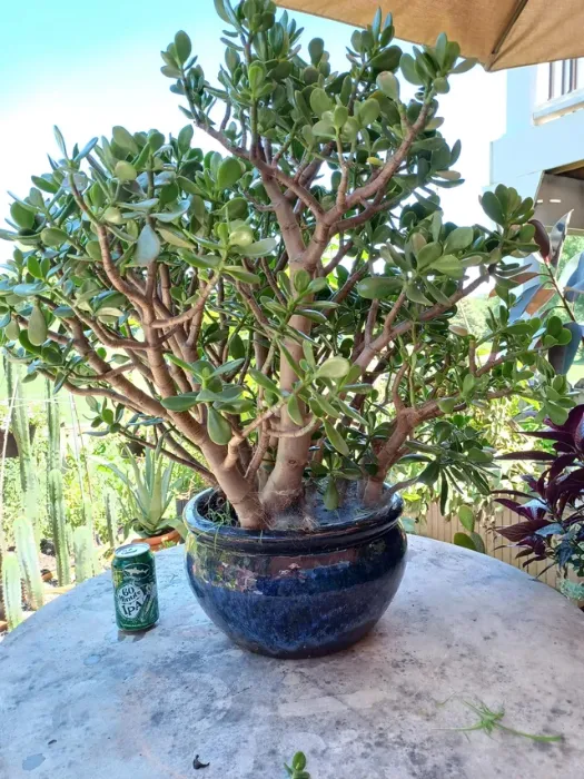 2.7. Sen đá ngọc bích (Crassula ovata)_1