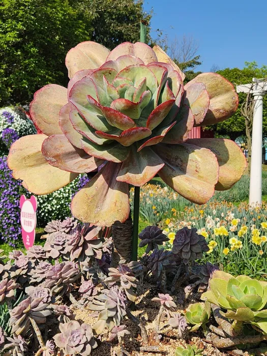 Aeonium 8 11zon