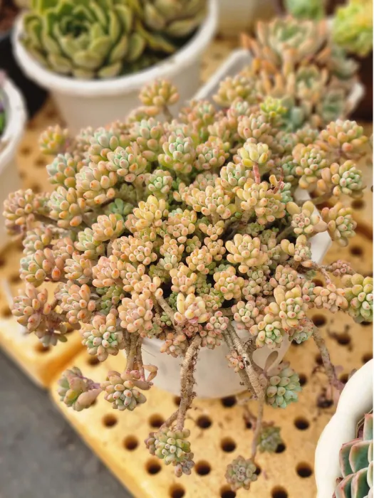 Các loại sen đá có mùi thơmmsen đá Trứng cá Loan Ngọc_3