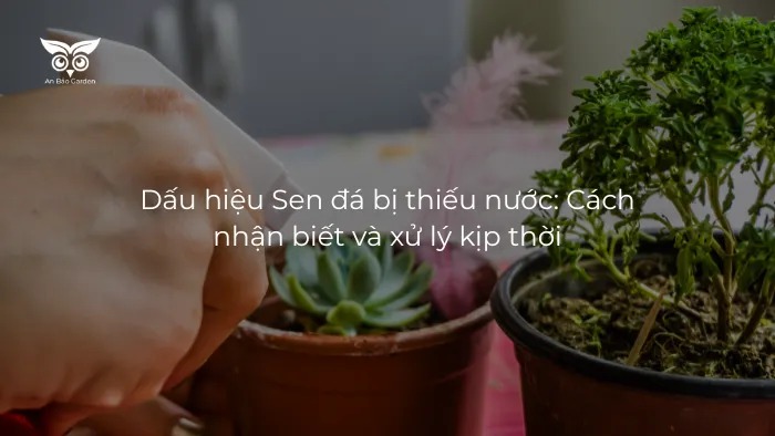 Dấu hiệu Sen đá bị thiếu nước Cách nhận biết và xử lý kịp thời jpg
