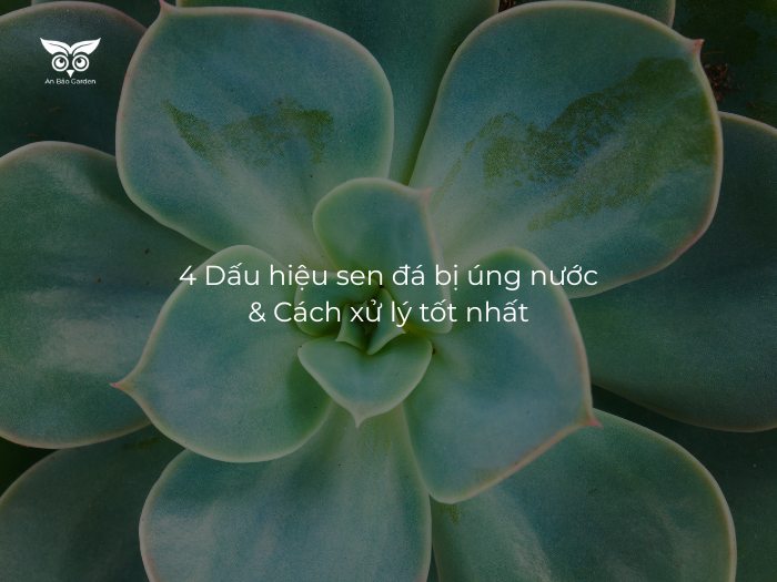 Dấu hiệu sen đá bị úng nước & Cách xử lý nhanh nhất