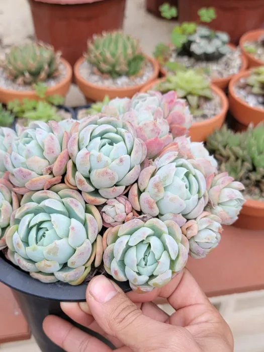 Hải ly thơm ạ Bá Phong_4