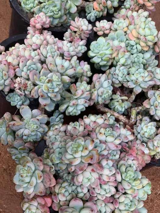 Sen đá sỏi thiên thanh