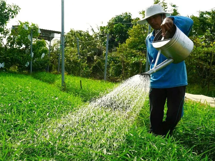 Ông Riêm chăm sóc luống rau muống, một trong hơn 20 loại rau ông đang trồng. Ảnh Ngọc Tài 2_6