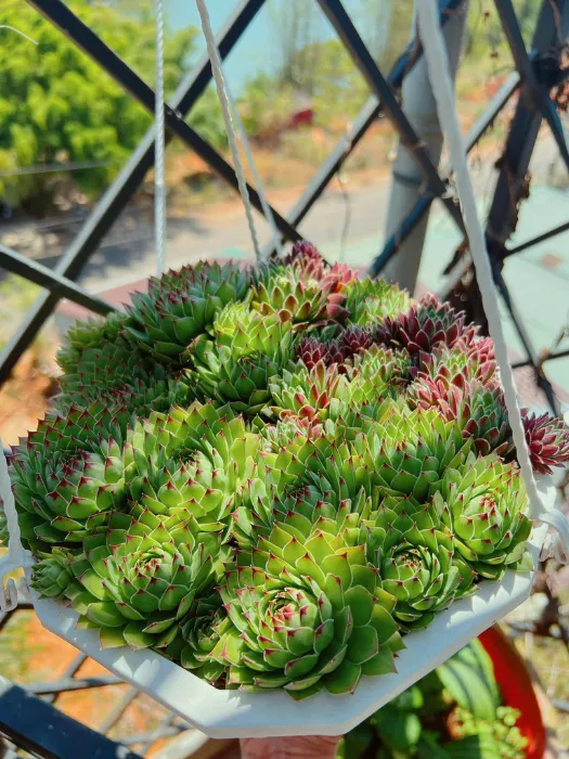 Top 9 các loại sen đá ưa nước và cách phân biệt dòng “ưa nước” vs “ưa ẩm” 3 Sen đá Phật Bà - Bich Thuy Dang 2_13