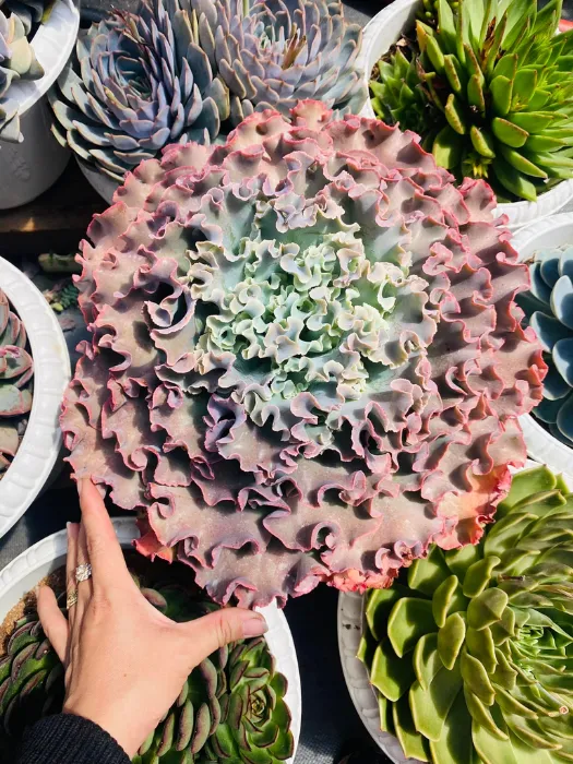Sen đá bắp cải siêu to khổng lồ nguồn DaLat Rose_11