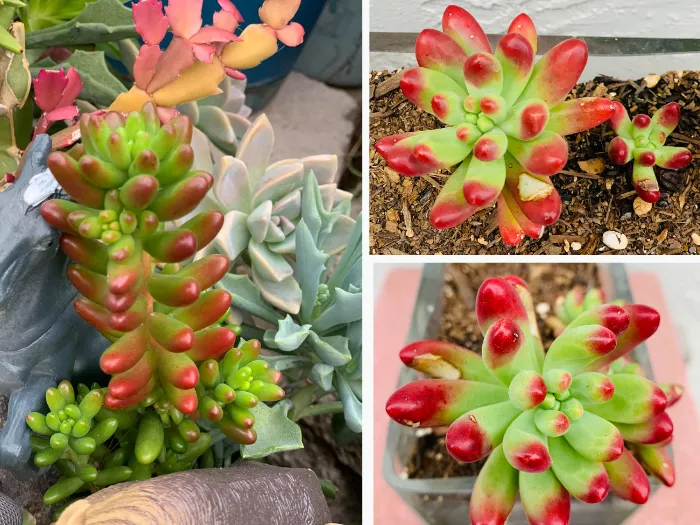 Những loại sen đá khó trồng không dành cho người mới (9 loại) 12 Sen thạch ngọc - Nguồn ảnh Ngân Thùy