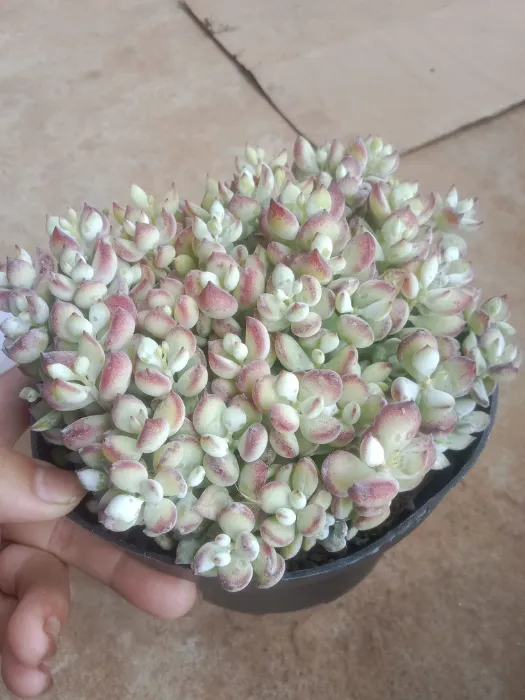 Sỏi hạt lựu thom mùi chanh - Mai Thùy_6