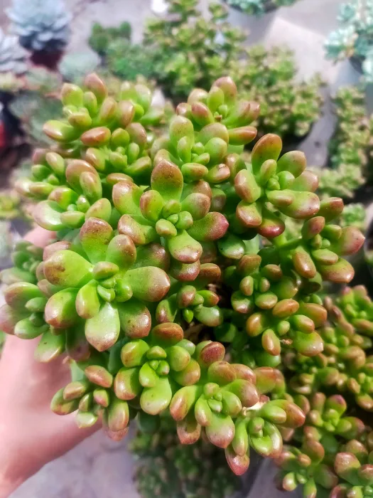 Sỏi kẹo Hòa Nguyễn_7