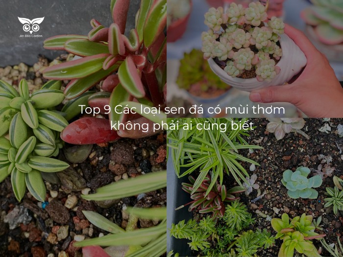 Top 9 Các loại sen đá có mùi thơm không phải ai cũng biết