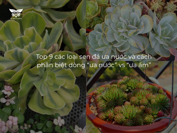 Top 9 các loại sen đá ưa nước và cách phân biệt dòng “ưa nước” vs “ưa ẩm”