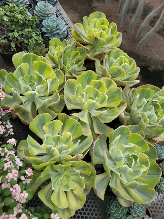 Top 9 các loại sen đá ưa nước và cách phân biệt dòng “ưa nước” vs “ưa ẩm” 9 sen đá bèo var Nguồn Sen Đá Dalak_4